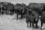 Electric Fence Wire Winder - Cattle in Pasture